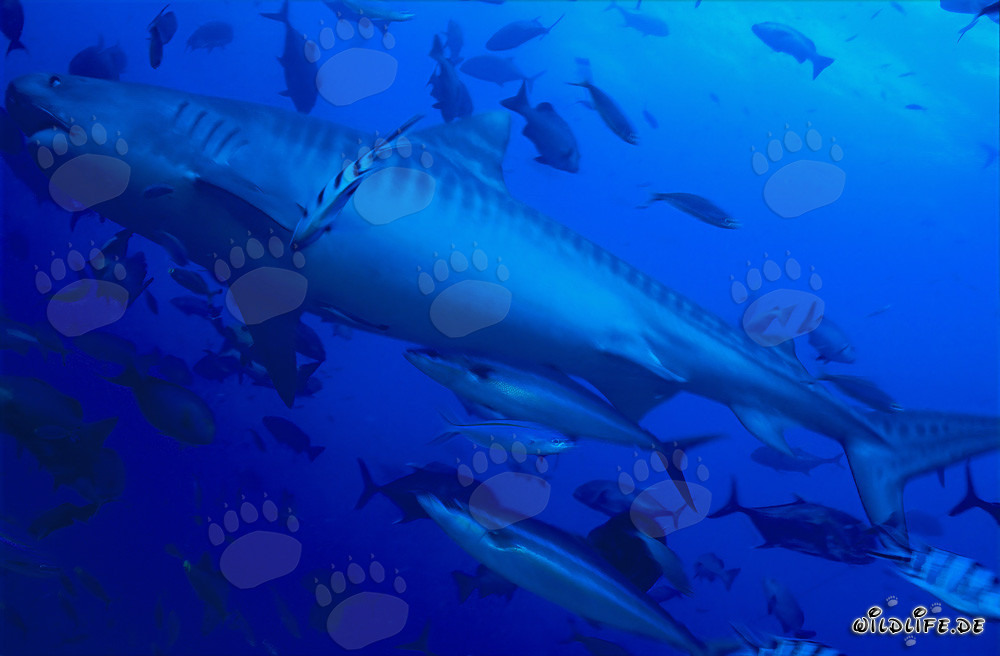 Impresionante tiburón tigre (Galeocerdo cuvier) en la laguna de Beqa, Fiji