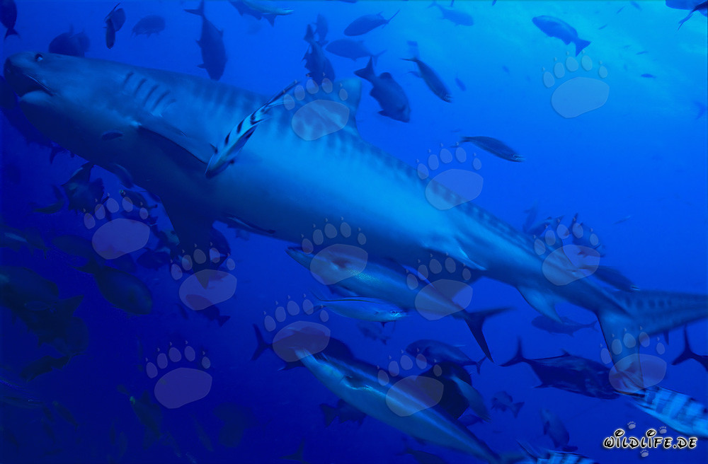 Impressive Tiger shark (Galeocerdo cuvier) in Beqa Lagoon, Fiji