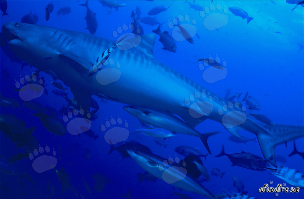 Eindrucksvoller Tigerhai (Galeocerdo cuvier) in der Beqa Lagune, Fiji