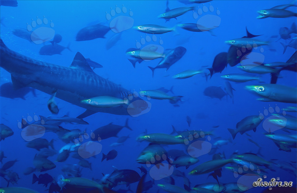 Impressionnant requin-tigre au milieu d'un banc de poissons devant le récif corallien
