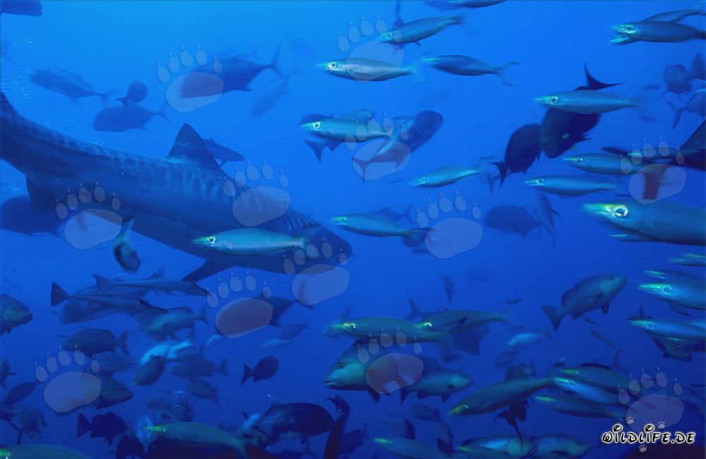 Impresionante tiburón tigre en medio de una concentración de peces frente al arrecife de coral