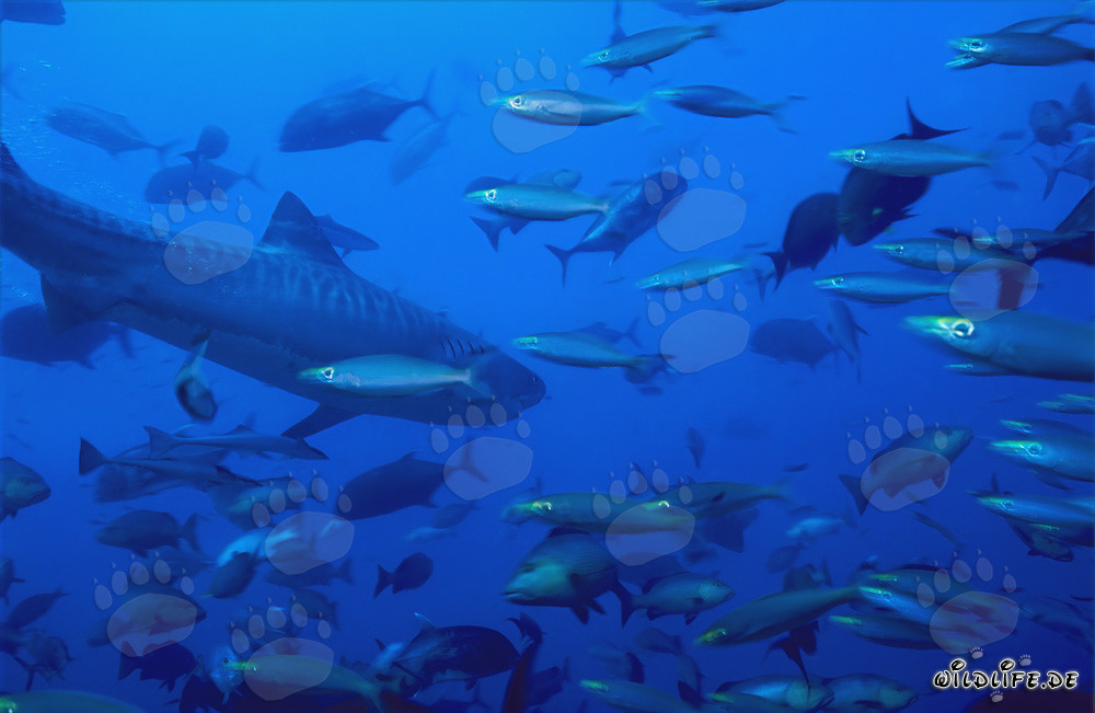 Impressive Tiger Shark Surrounded by a School of Fish in Front of the Coral Reef