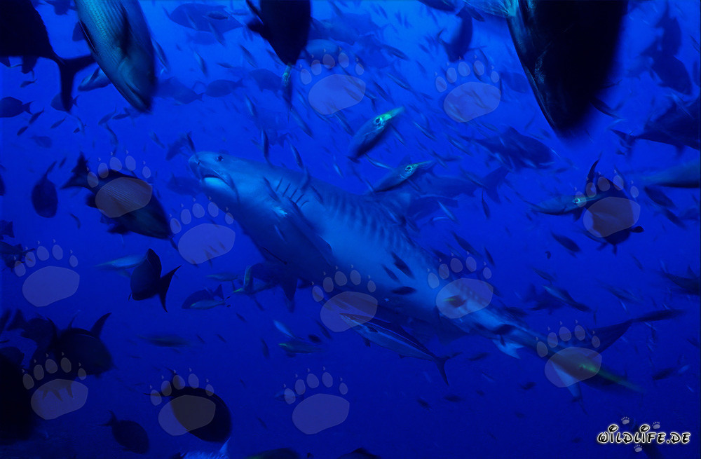 Requin-tigre impressionnant émerge des profondeurs de l'océan