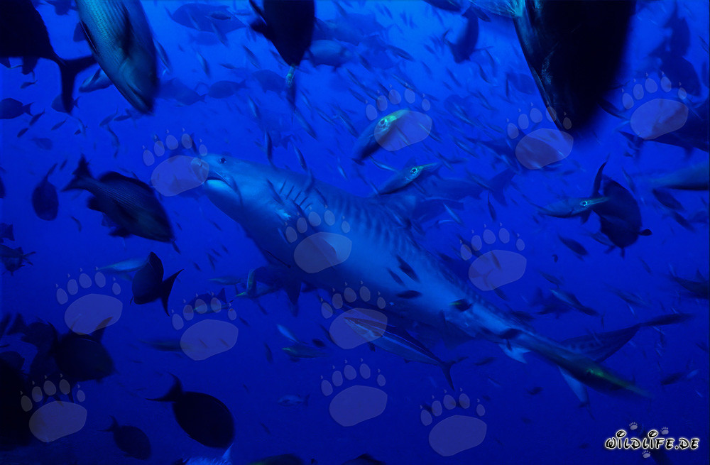 Imponente squalo tigre emerge dalle profondità dell'oceano