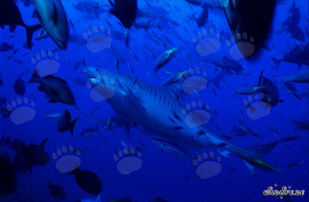 Impresionante tiburón tigre emerge de las profundidades del océano