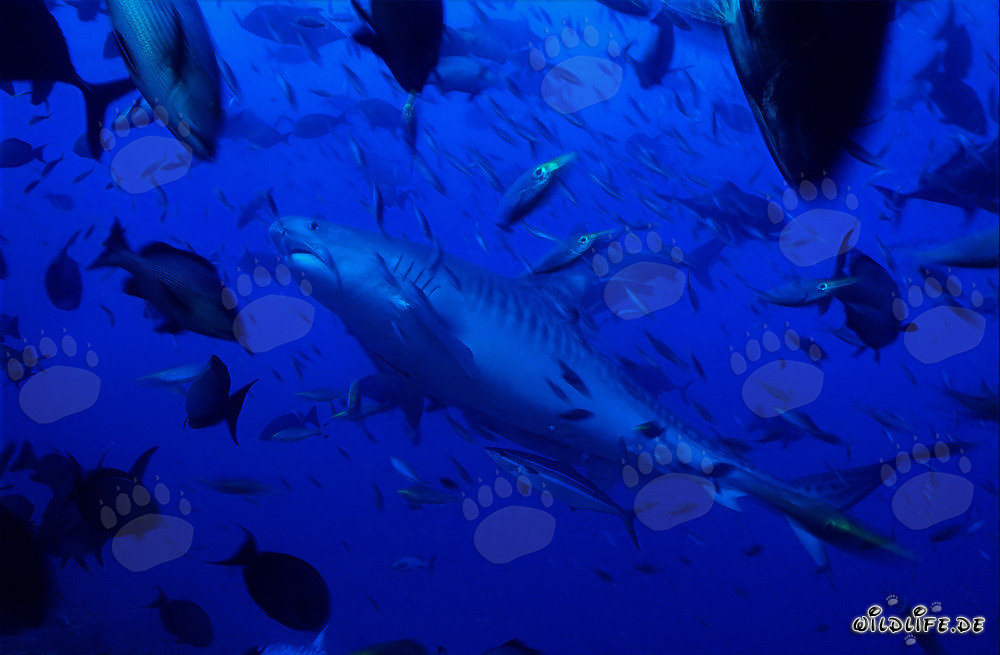 Impressive tiger shark emerges from the depths of the ocean