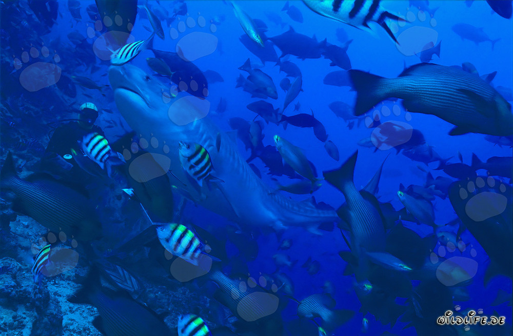 Requin-tigre imposant nage élégamment devant un plongeur