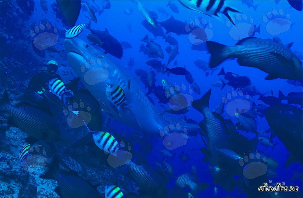 Impressive tiger shark elegantly swims past diver