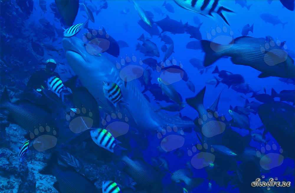 Imposanter Tigerhai schwimmt elegant an Taucher vorbei