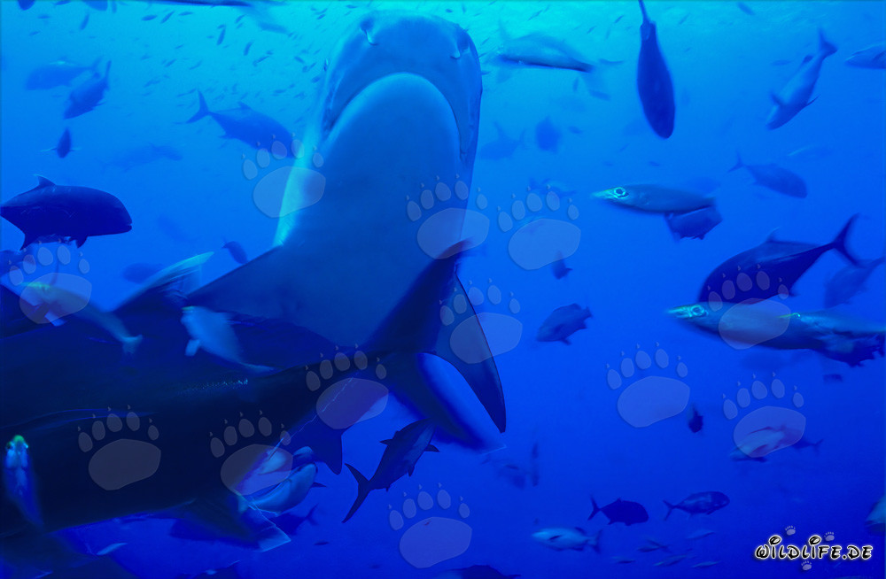 Requin-tigre sous-marin - Majestueux habitant des profondeurs de la lagune de Beqa