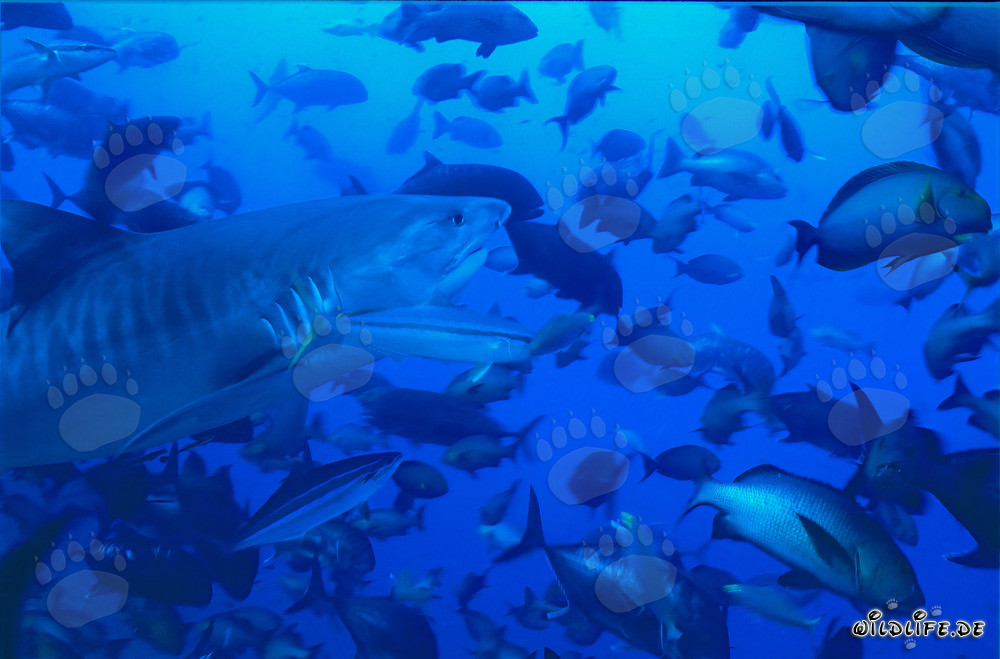 Requin-tigre imposant entouré d'une variété de poissons