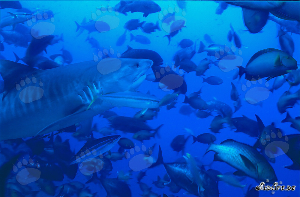 Impresionante tiburón tigre rodeado de una variedad de peces