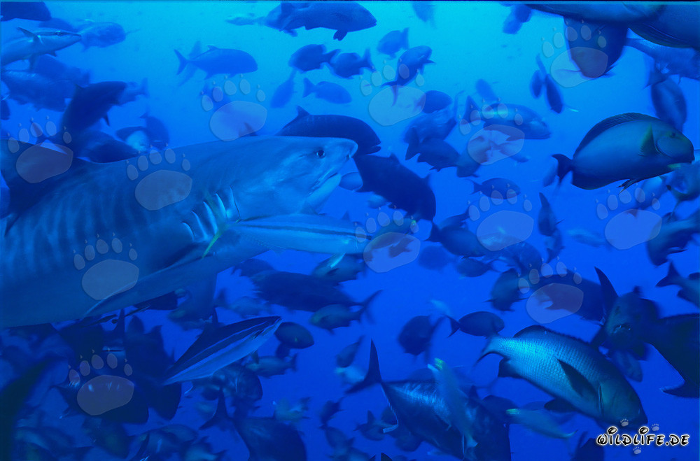 Impressive Tiger Shark Surrounded by a Variety of Fish