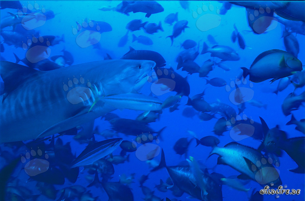 Imposanter Tigerhai umgeben von einer Vielzahl von Fischen