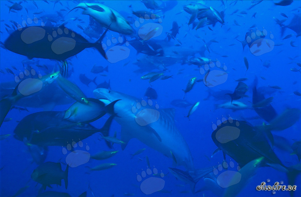 Requin-tigre imposant au milieu d'un banc de poissons au large des côtes des Fidji