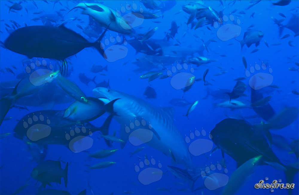 Imponente tiburón tigre en medio de un banco de peces frente a la costa de Fiji