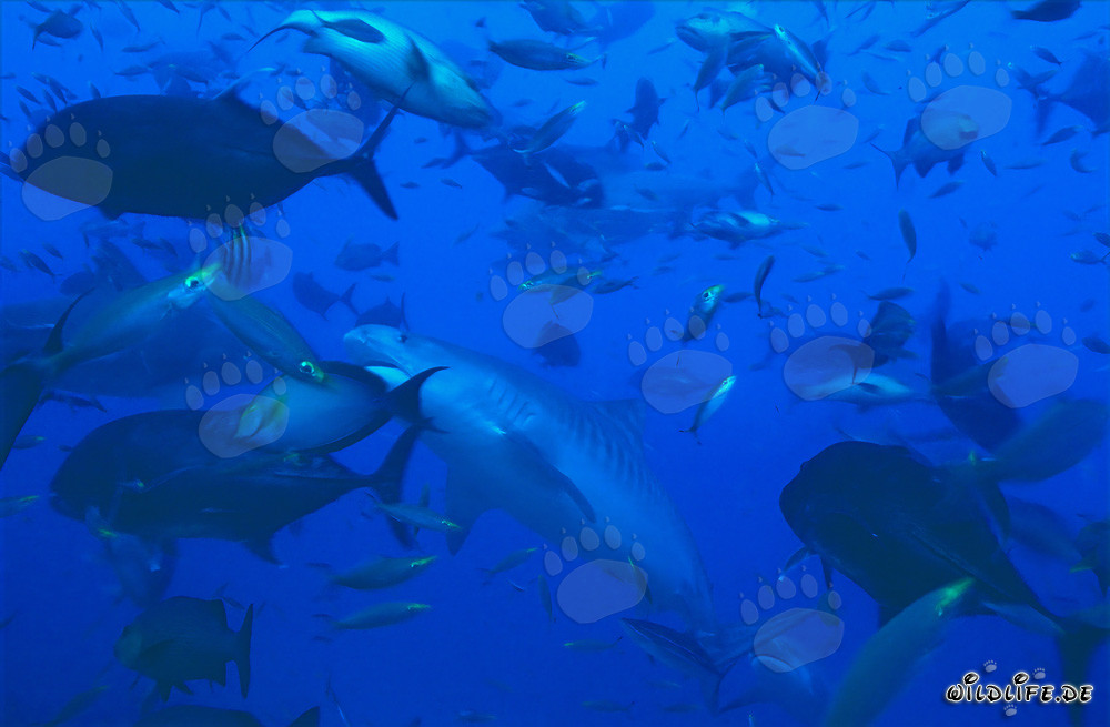Impressive Tiger Shark Surrounded by a School of Fish off the Coast of Fiji
