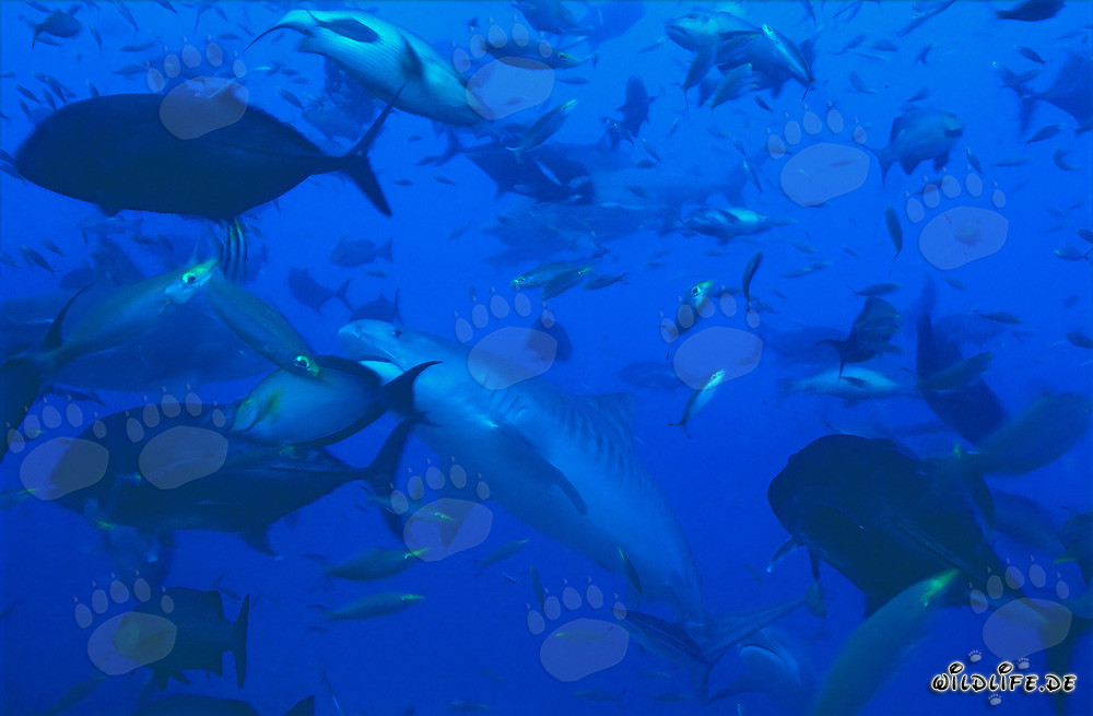 Imposanter Tigerhai inmitten eines Fischschwarms vor der Küste Fijis
