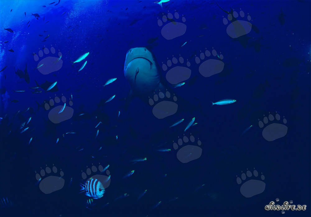 Requin tigre émerge majestueusement des profondeurs