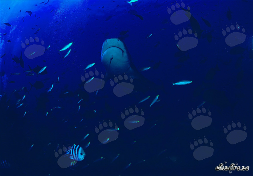 Lo squalo tigre emerge maestosamente dalle profondità