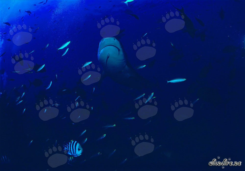 Tiger shark emerges majestically from the deep