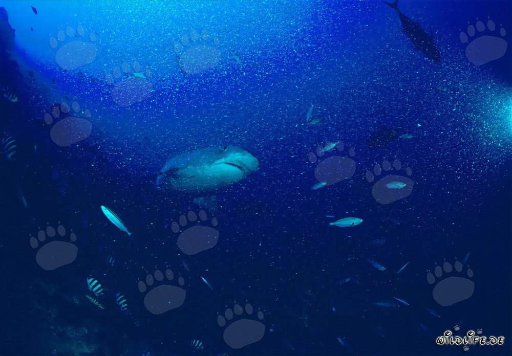 Squalo tigre sulla barriera corallina - Maestoso abitante marino
