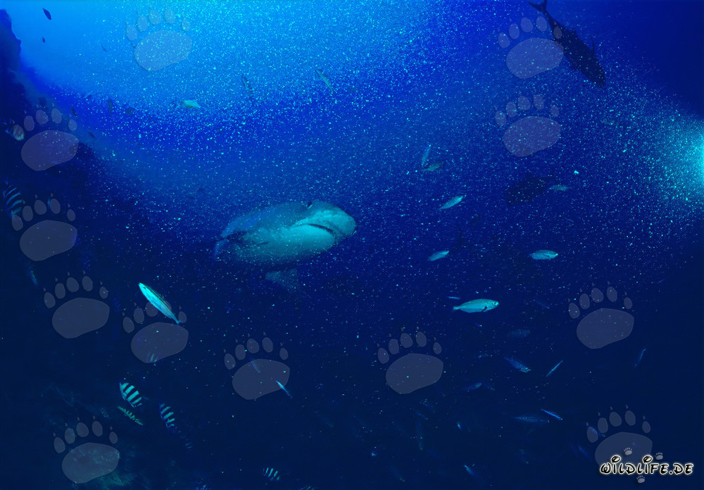 Tiger Shark at the Reef - Majestic Sea Creature