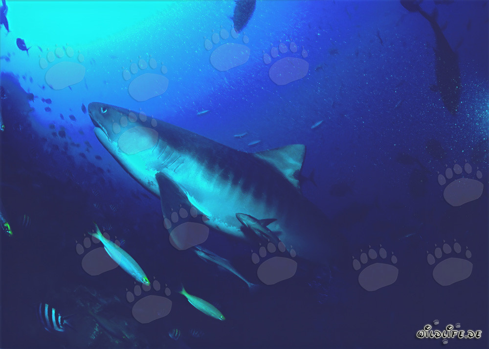 Requin tigre imposant nage dans les eaux claires de l'océan de Beqa Lagoon aux Fidji