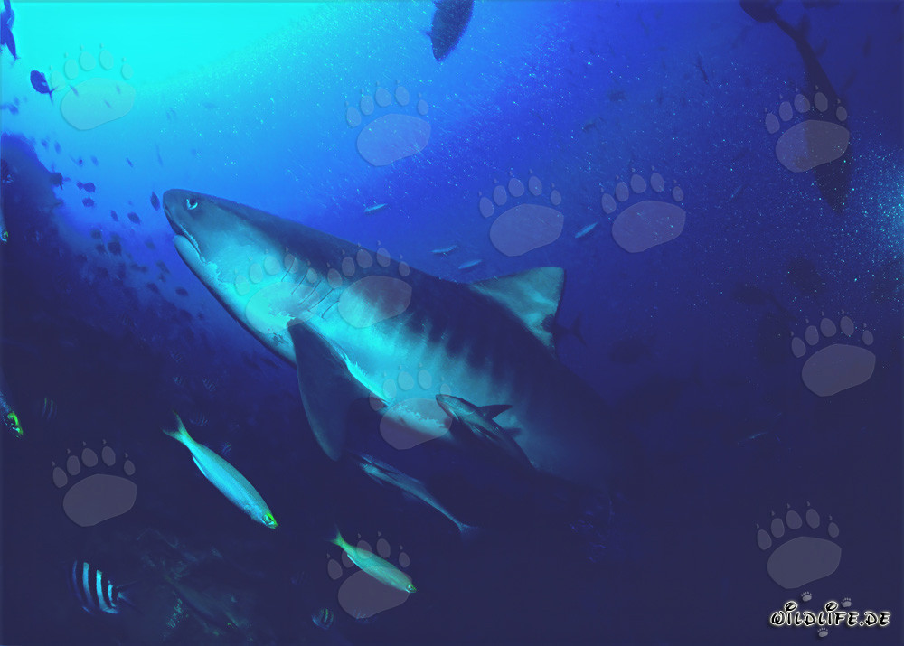 Impresionante tiburón tigre nada en las aguas claras del océano de Beqa Lagoon en Fiji