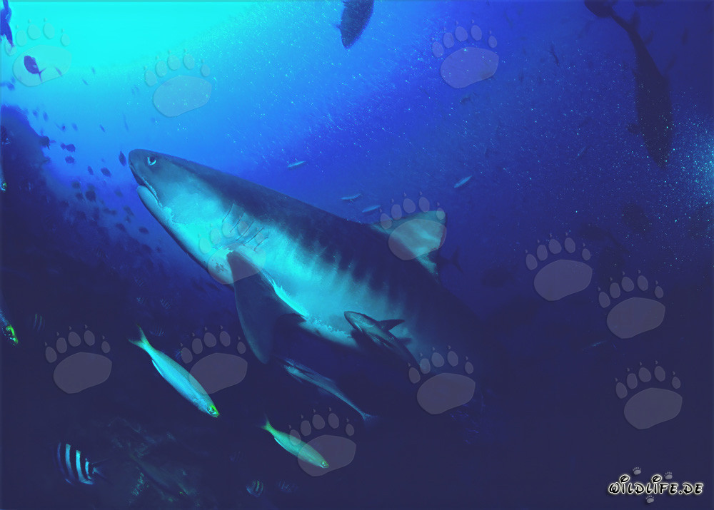 Impressive Tiger Shark Swimming in the Clear Ocean Water of Beqa Lagoon in Fiji