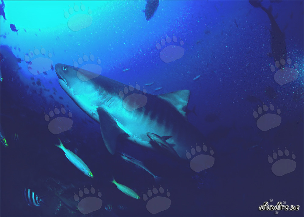 Imposanter Tigerhai schwimmt im klaren Ozeanwasser von Beqa Lagoon auf Fiji