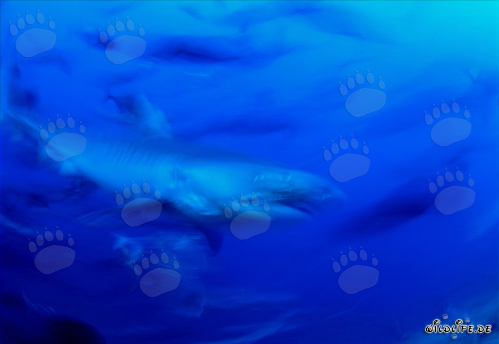 Majestic Tiger Shark in the Deep Blue Ocean