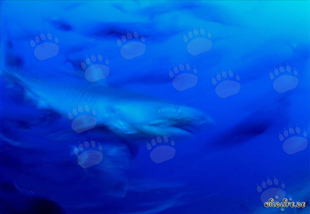 Maestoso squalo tigre nell'oceano blu profondo