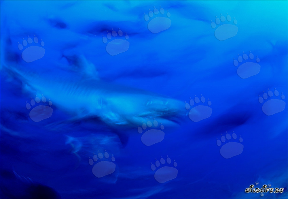 Tiburón tigre majestuoso en el profundo océano azul