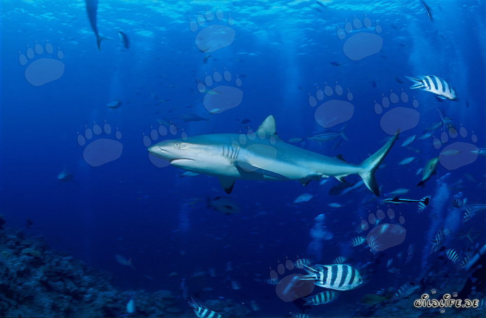 Gray Reef Shark at Coral Reef