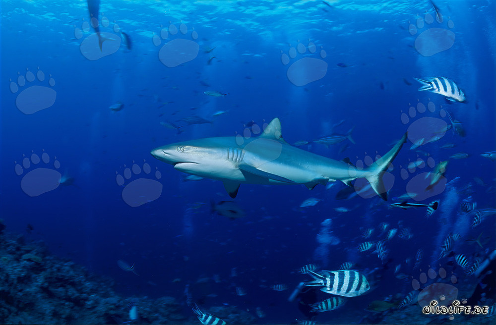 Requin gris des récifs coralliens