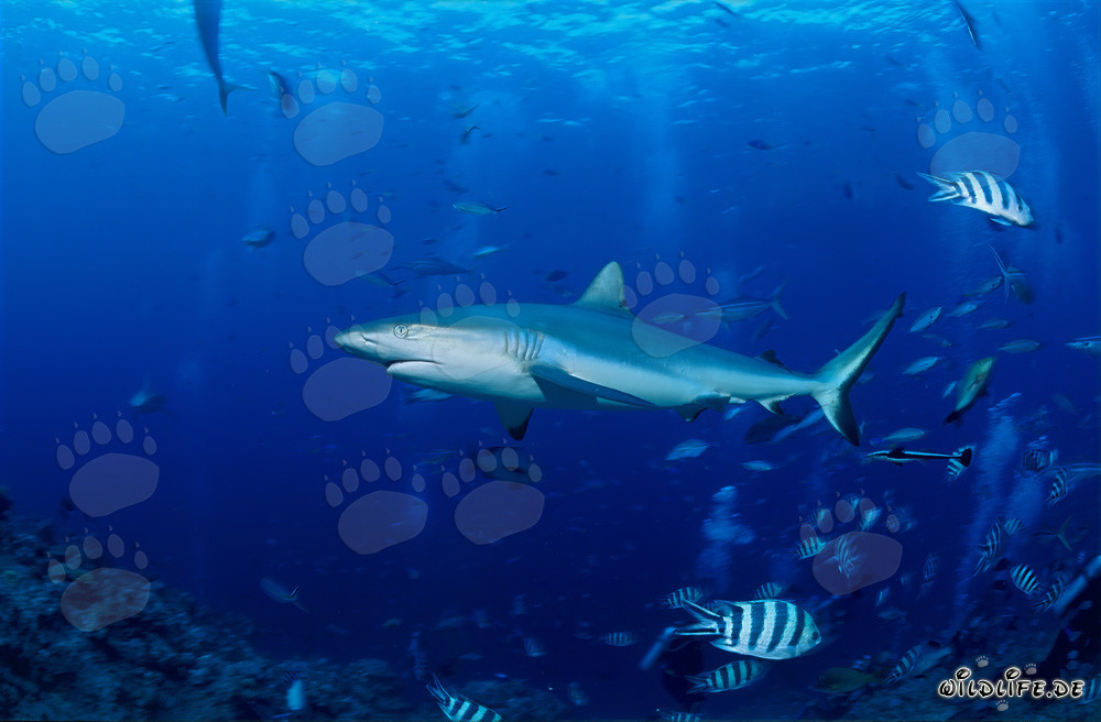 Tiburón gris en arrecife de coral