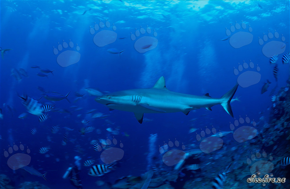 Gray Reef Shark at the Reef Edge