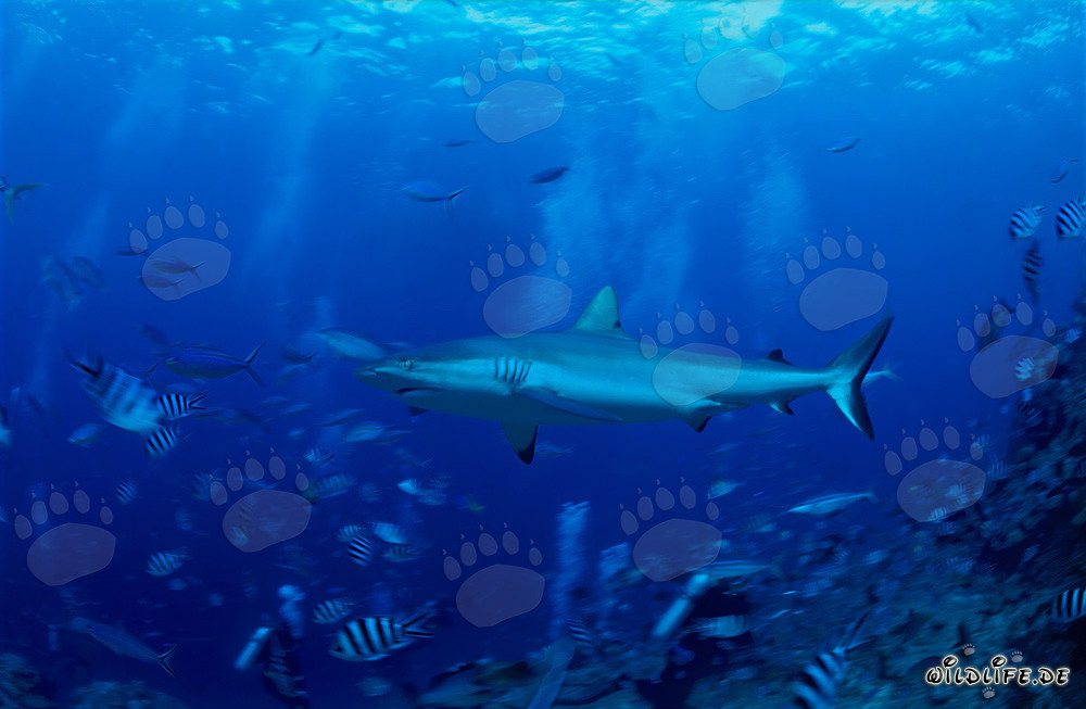 Requin de récif gris au bord du récif