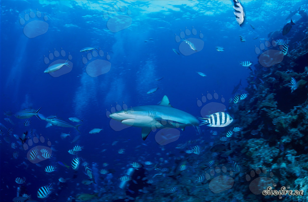Gray Reef Shark in Front of Reef Drop-off
