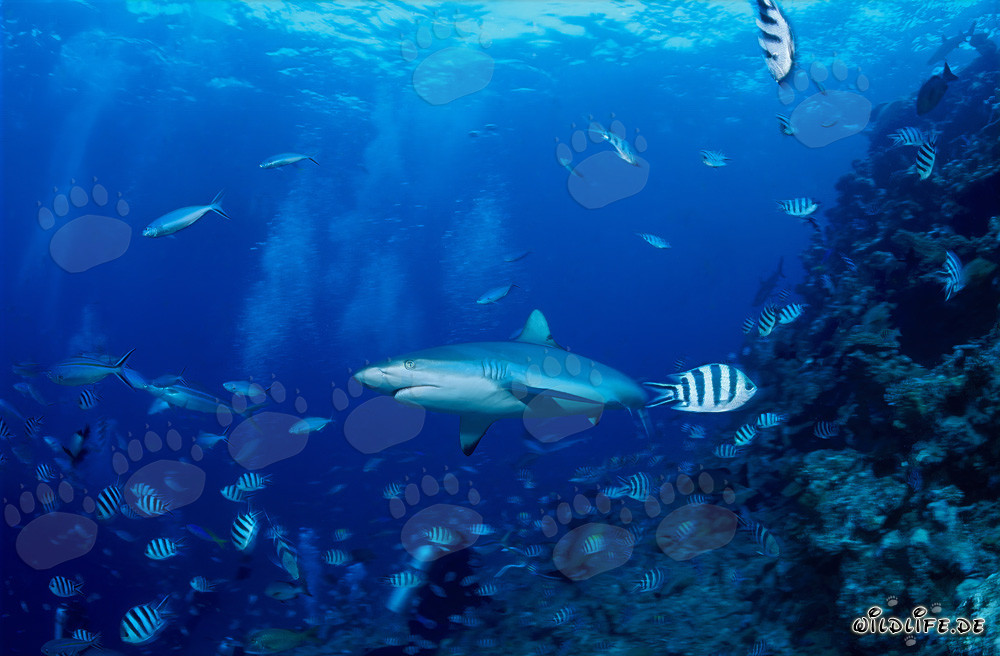 Requin gris des récifs devant l'effondrement du récif