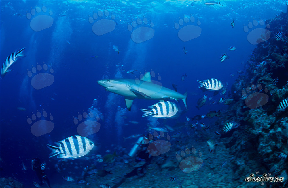 Majestic Gray Reef Shark gracefully swims over divers