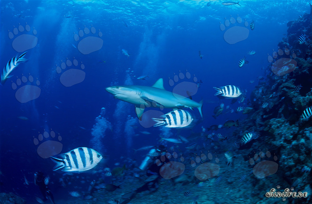 Requin de récif gris majestueux nage élégamment au-dessus des plongeurs