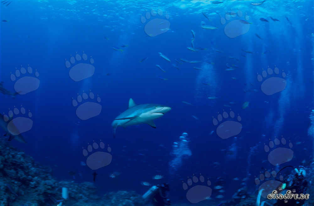 Gray reef shark observing divers in Beqa Lagoon on Vitu Levu, Fiji