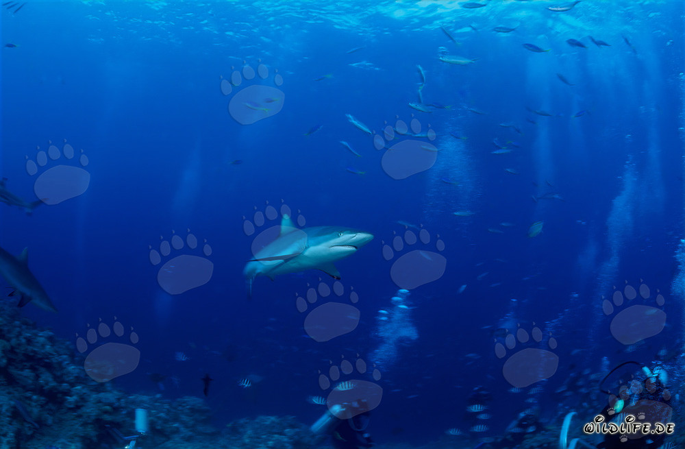 Requin gris observant les plongeurs dans le lagon de Beqa à Vitu Levu, Fidji