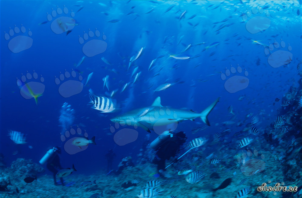 Faszinierender Grauer Riffhai (Carcharhinus amblyrhynchos) und mutiger Taucher