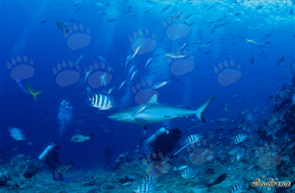 Requin-gris fascinant (Carcharhinus amblyrhynchos) et plongeur courageux
