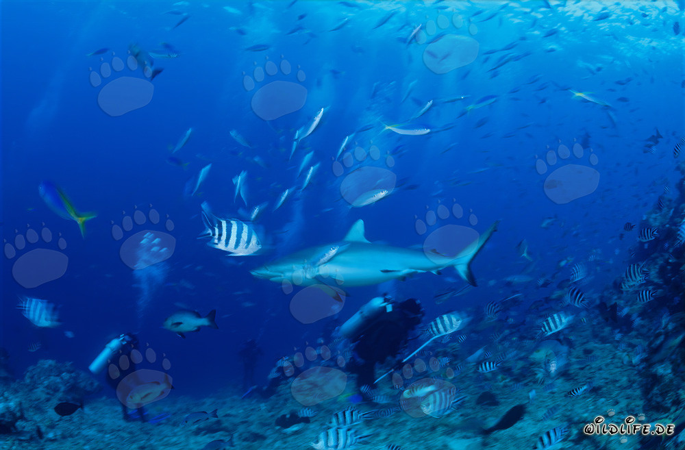 Affascinante squalo grigio di barriera (Carcharhinus amblyrhynchos) e coraggioso subacqueo