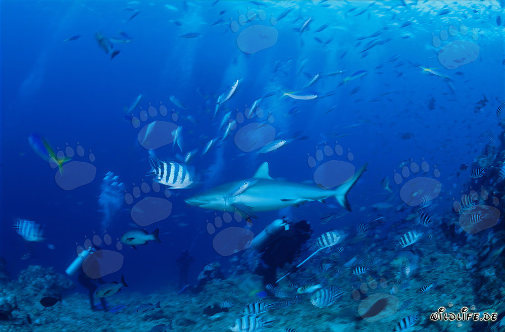 Fascinante tiburón de arrecife gris (Carcharhinus amblyrhynchos) y valiente buzo