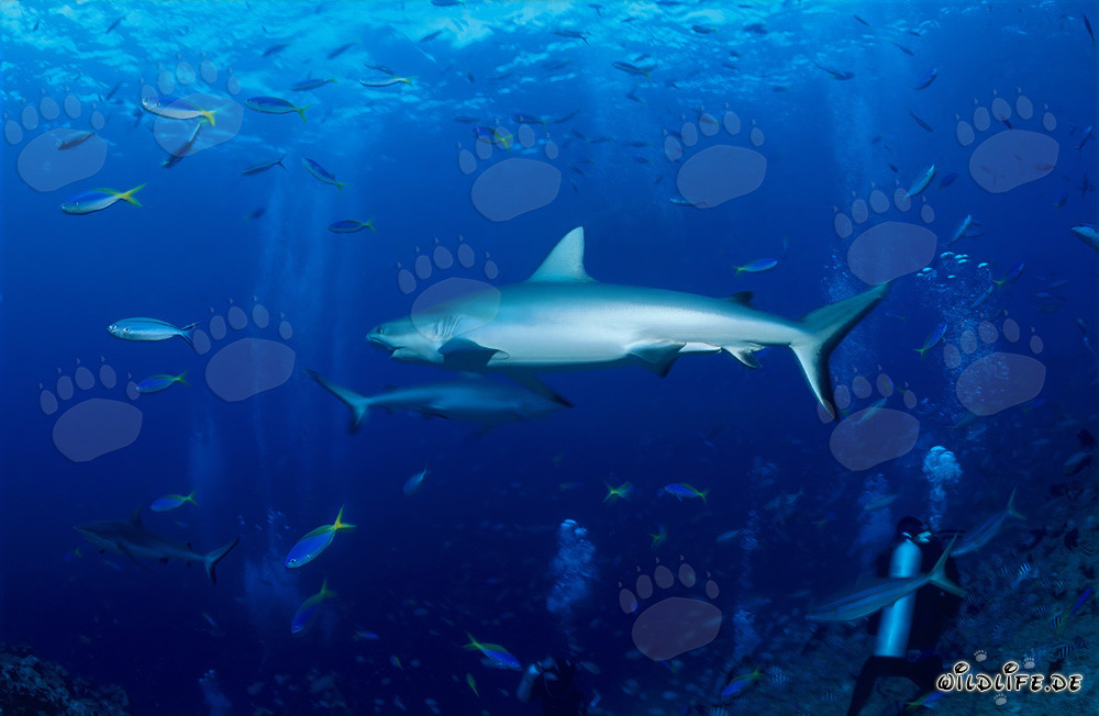 Gray reef shark gracefully swimming in front of the stunning coral reef